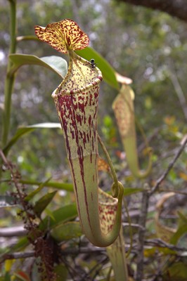 Nepenthes stenophylla 