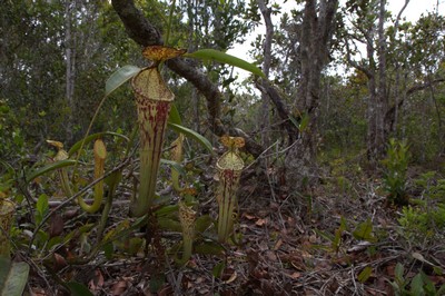 Nepenthes stenophylla 