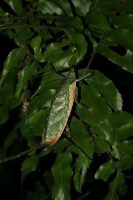 čeľaď Tettigoniidae