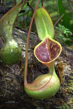 Nepenthes lowii 