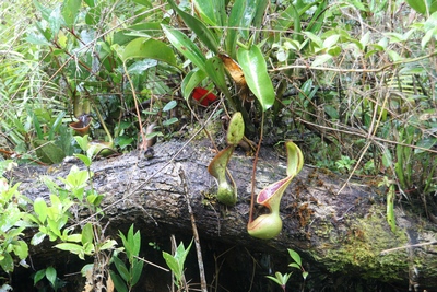 Nepenthes lowii 