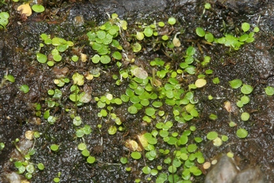 Utricularia striatula