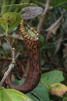 Nepenthes faizaliana 