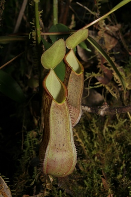 Nepenthes tentaculata 