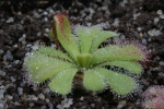 Drosera cuneifolia "Silvermine"