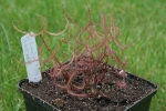 Drosera binata "red form Blackheath"