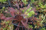 Drosera capensis red form - Dark maroon, BG Bonn
