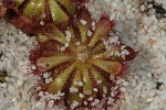 Drosera rubrifolia