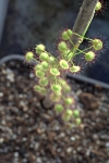 Drosera macrantha ssp. macrantha