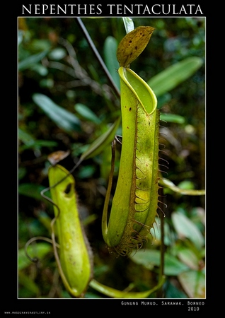 N. tentaculata