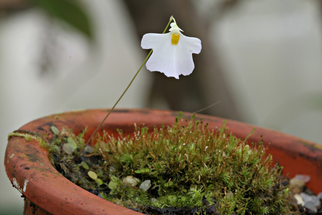 Utricularia moniliformis