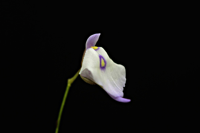 Utricularia pubescens