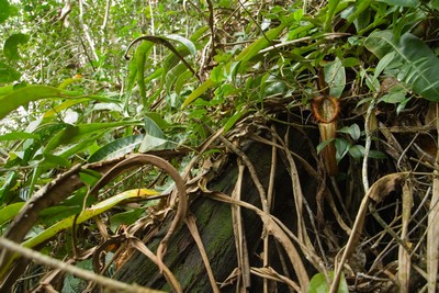 Nepenthes northina Sarawak