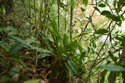Nepenthes northina Sarawak
