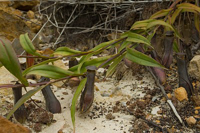 Nepenthes gracilis Sarawak