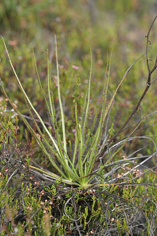Drosophyllum lusitanicum Portugal
