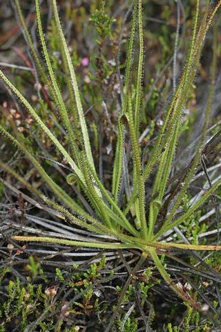 Drosophyllum lusitanicum Portugal